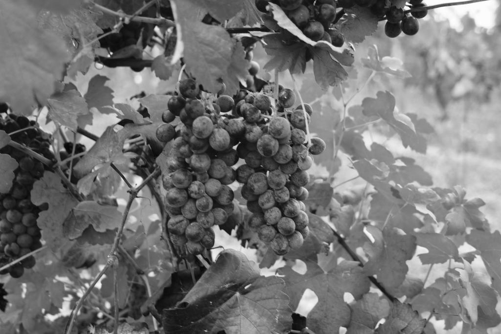 Azienda Agricola Garoglio Davide アルフィアーノ・ナッタ エクステリア 写真