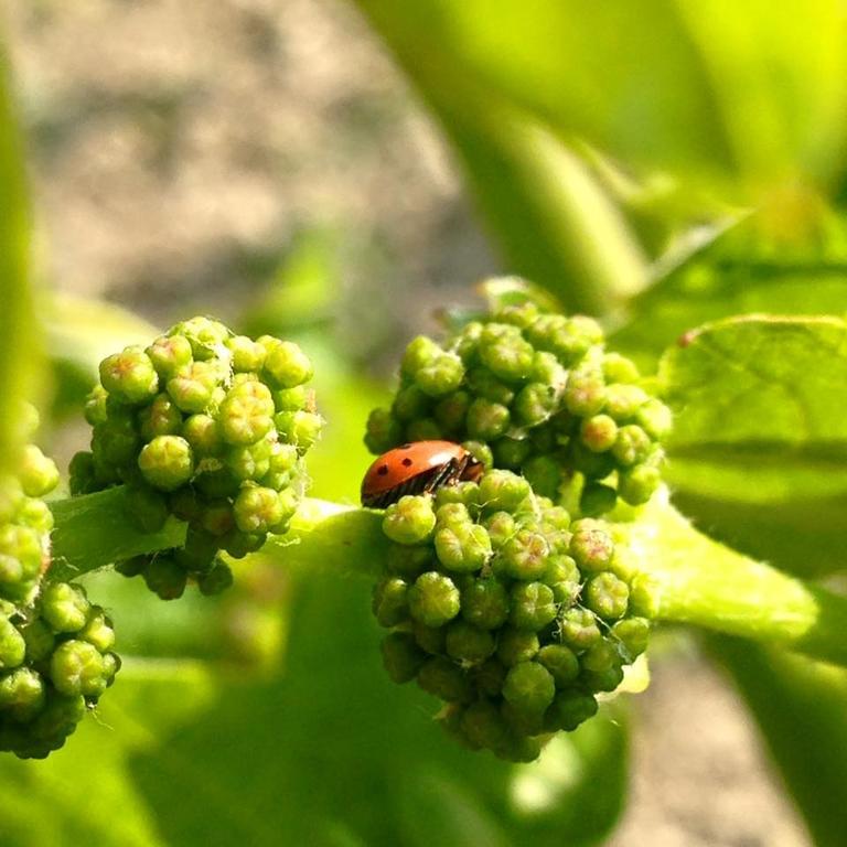 Azienda Agricola Garoglio Davide アルフィアーノ・ナッタ エクステリア 写真